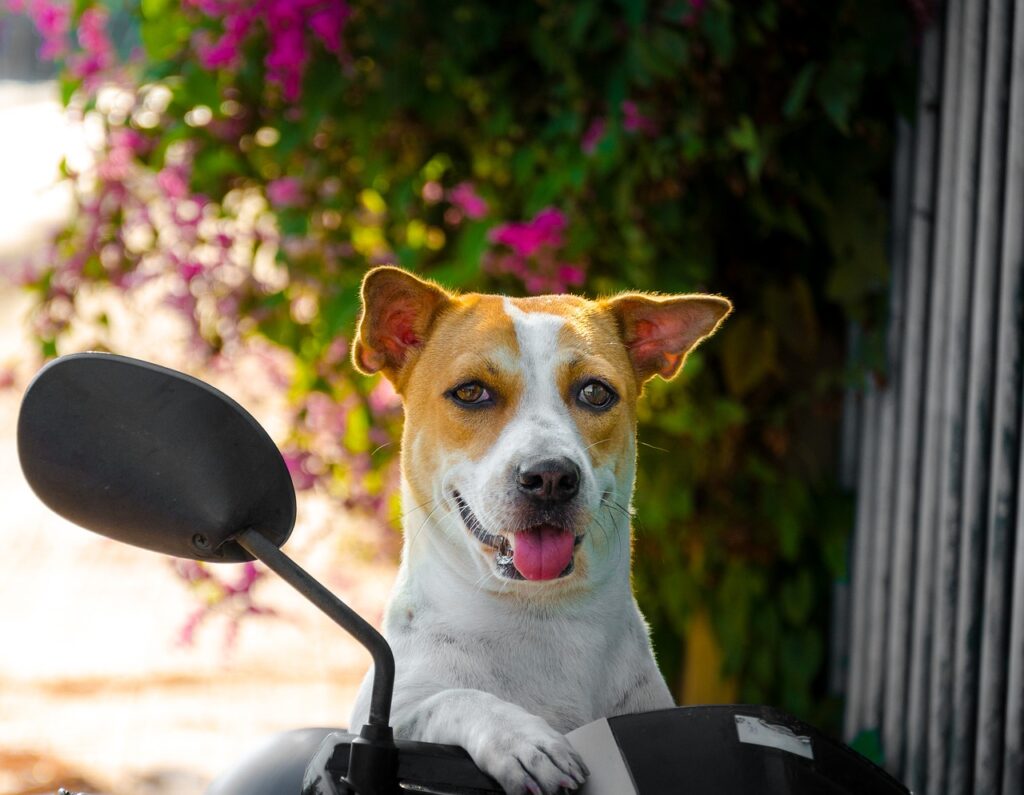 Animal Pet Pets Dog Dogs Big Petasia Petvietnam